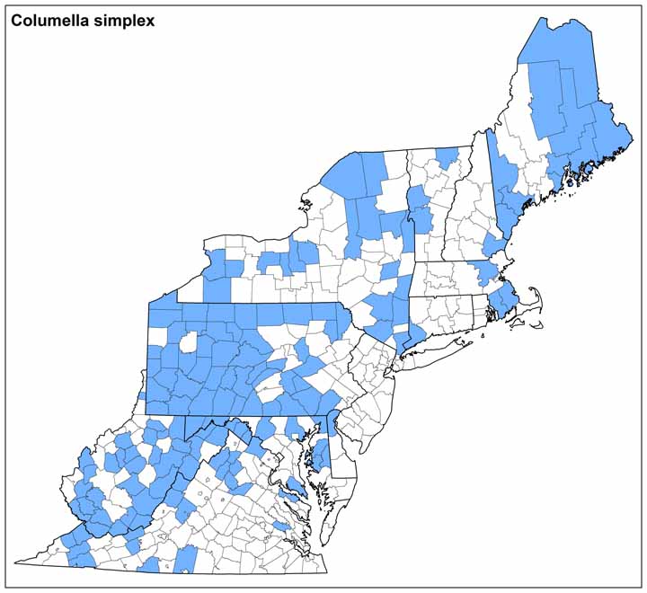 Columella simplex Range Map